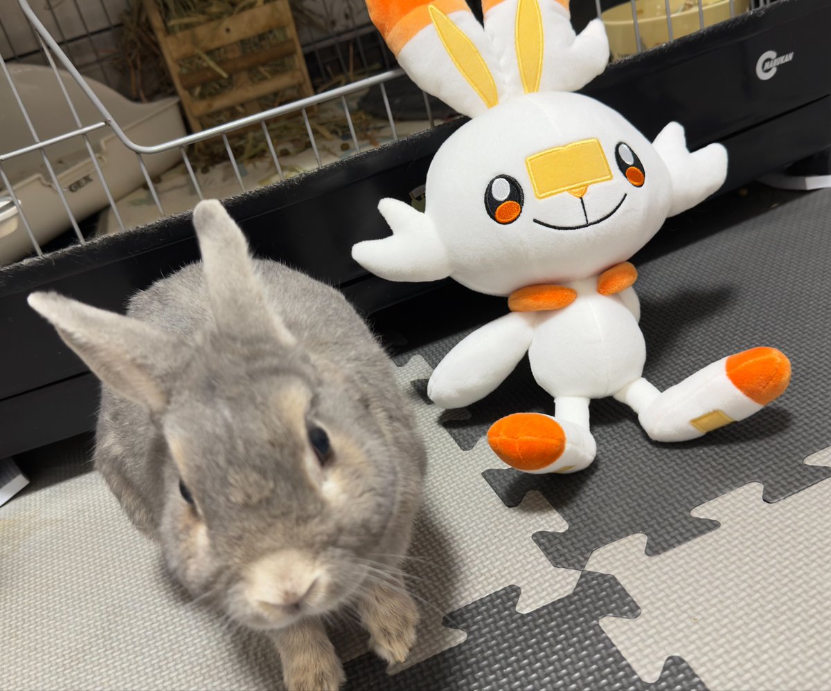 🐇🐰 まぁ𓃺𓈒𓏸🐰🐇 tweet media