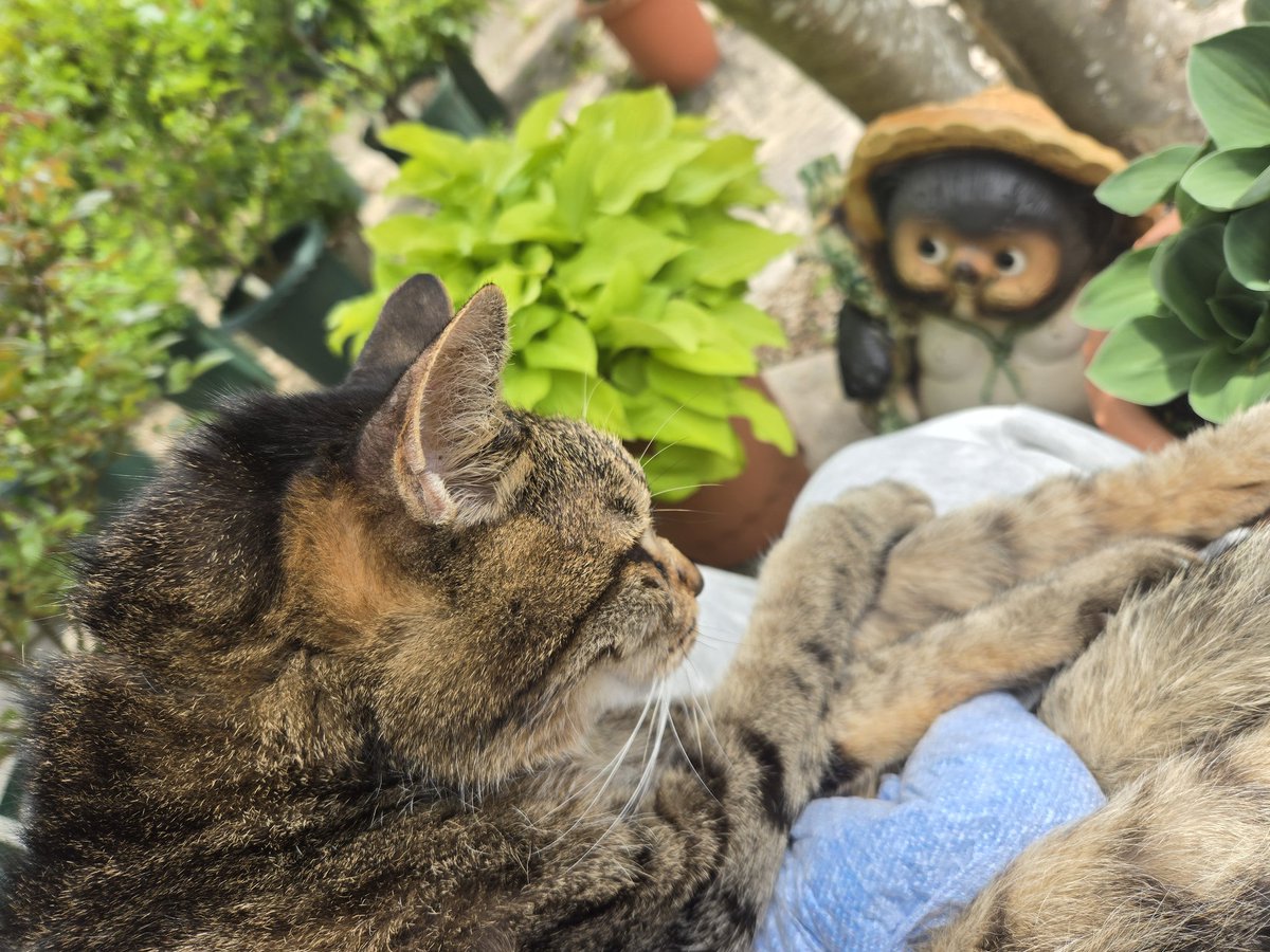 サフラン tweet media