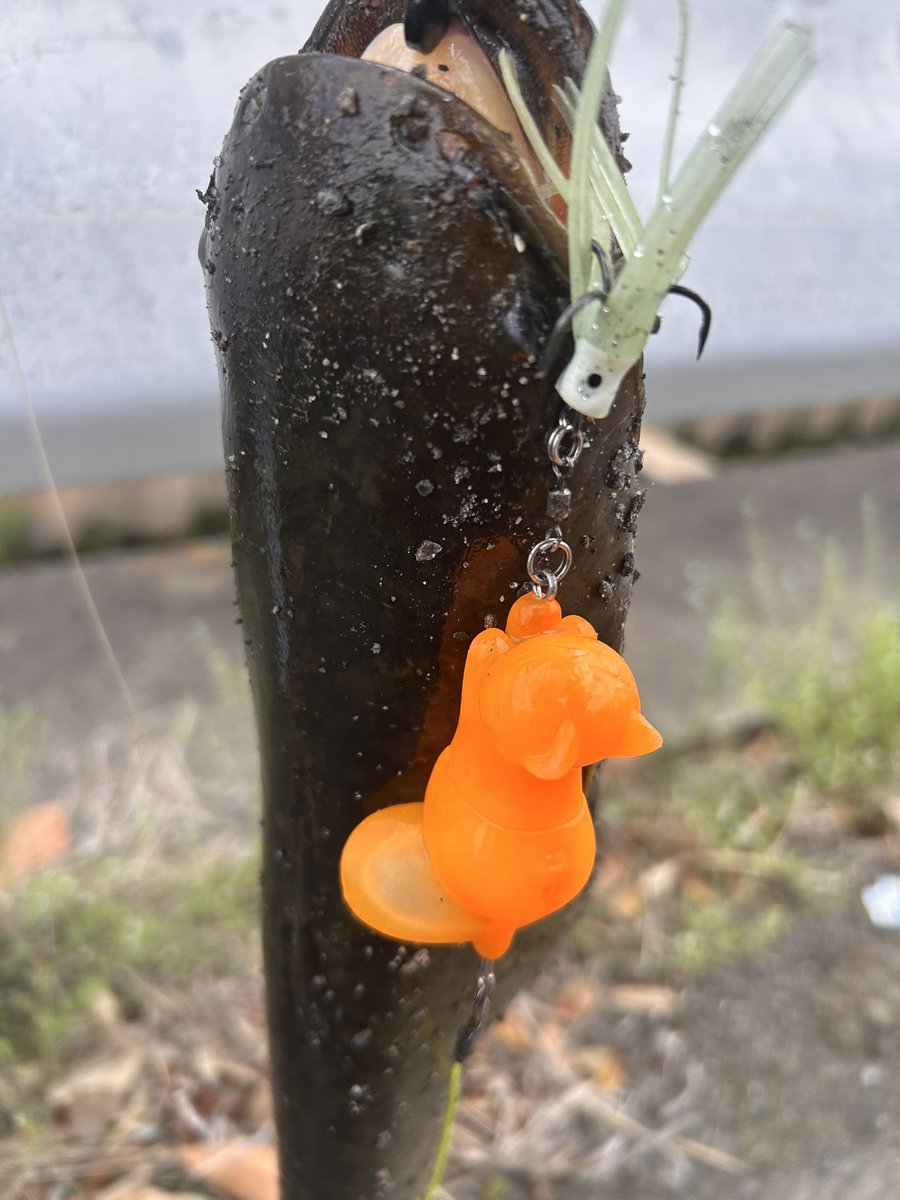 のすけ tweet media