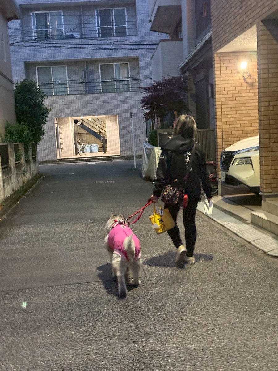 22koguma's tweet photo. 18日土曜日、夕方お見舞いに行ったら、夜寝てないご飯食べないで看護師さん達を困らせていた😮‍💨
外に連れて行って🆗で、ちゅーるもジャーキーも食べる✨って事で、
注射で入れてた薬も、飲み薬💊に変えて���院してきました。 https://t.co/iTWMXUomuc