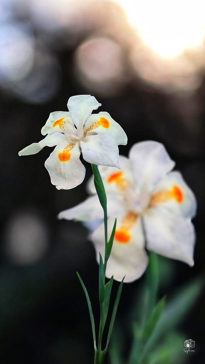 SUPHEROS's tweet image. Día 109
Iris de lluvia 
#naturaleza #espiritual #amor #puro #fotografia #instagram