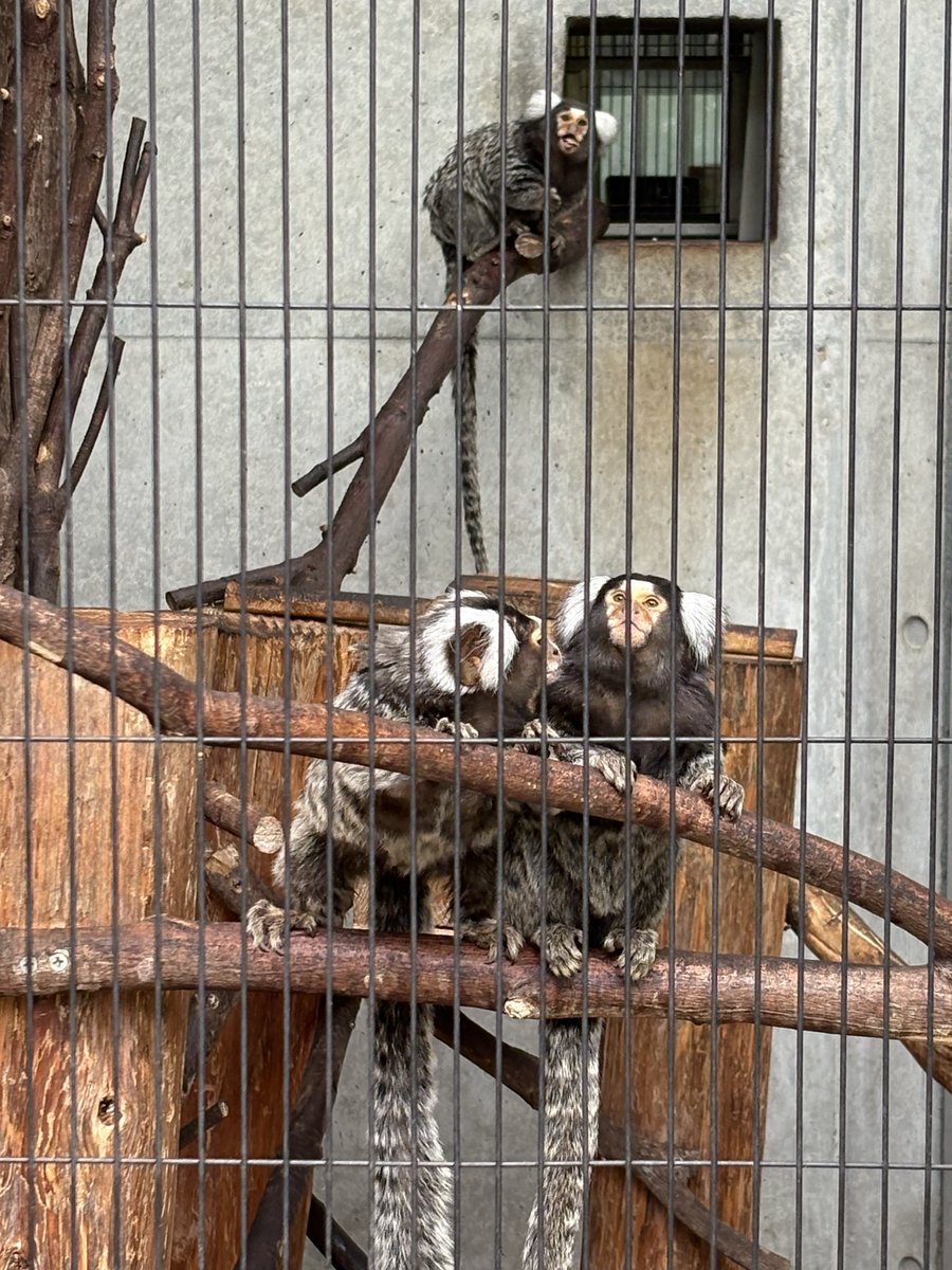 Ruru★ tweet media