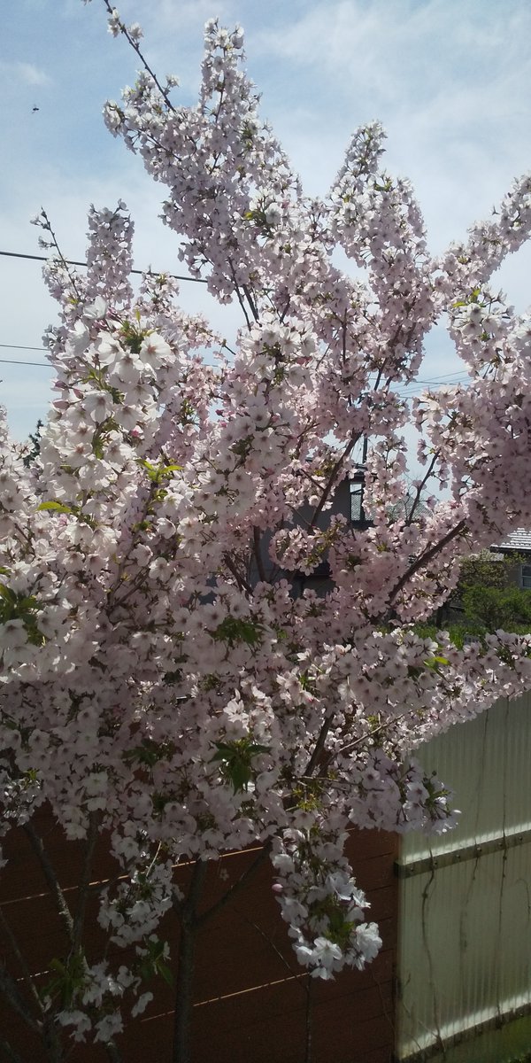 RacLeoEng's tweet photo. ☆ゴールデンウィーク休業期間☆ 
4/29（水）～5/10（日）となります。
よろしくお願い致します。

写真は、元気に咲いた今年の庭の桜です🌸  

https://t.co/IsOnlREnIb

 #新潟市 #英語教室 #初心者英会話 #GW休業期間 https://t.co/TMpSwiBScu