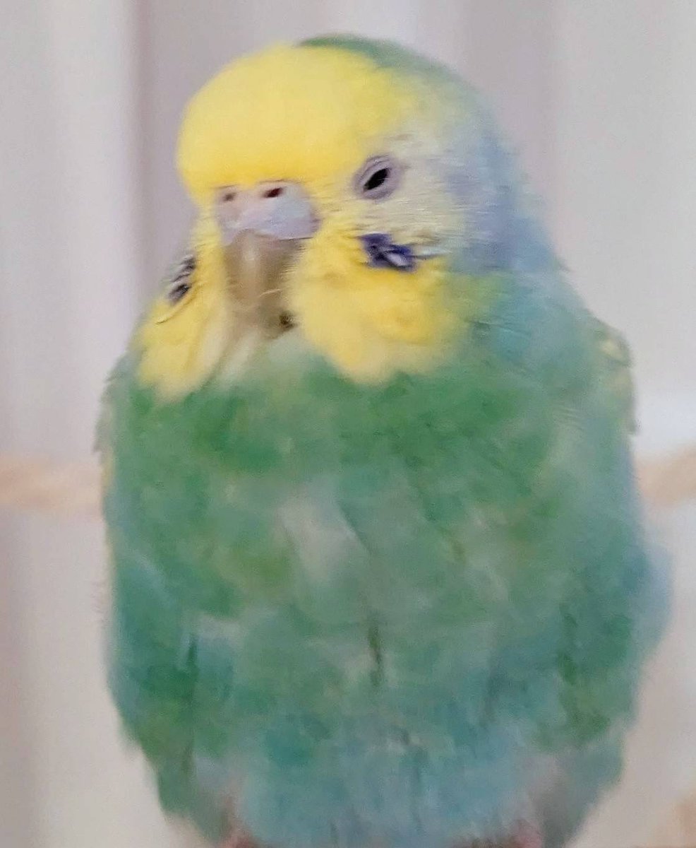 SAZANAMI STRONG STYLE tweet media