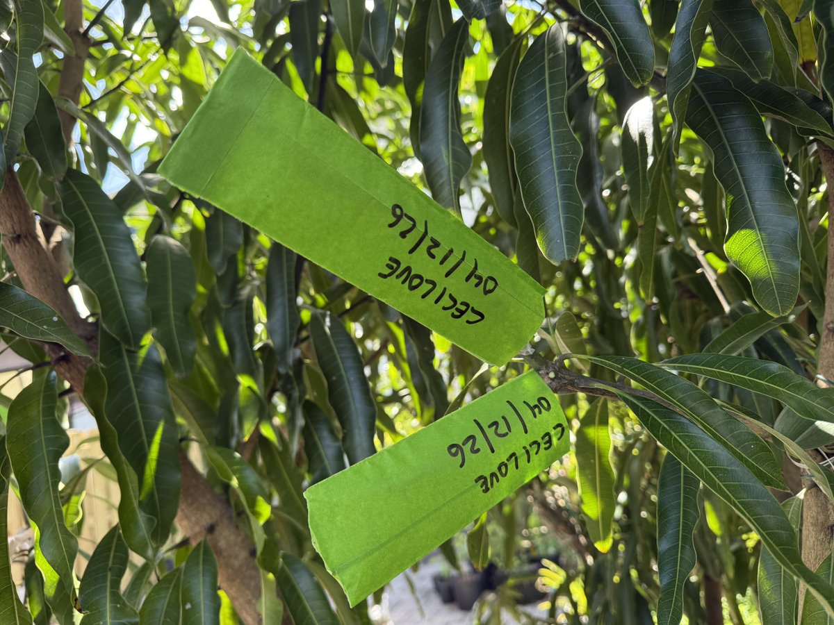 TheMangoLab_'s tweet photo. Here’s a bit of today’s work: I grafted onto their Malika tree…two Ceci Love, two Sweet Tart, and one Nam Doc Mai, five grafts in total. 

Soon, once they sprout, I’ll share the results. Another happy client!

#Mango #Mangoes #Mangoseason #mangografting #miami https://t.co/O58LYyNn68