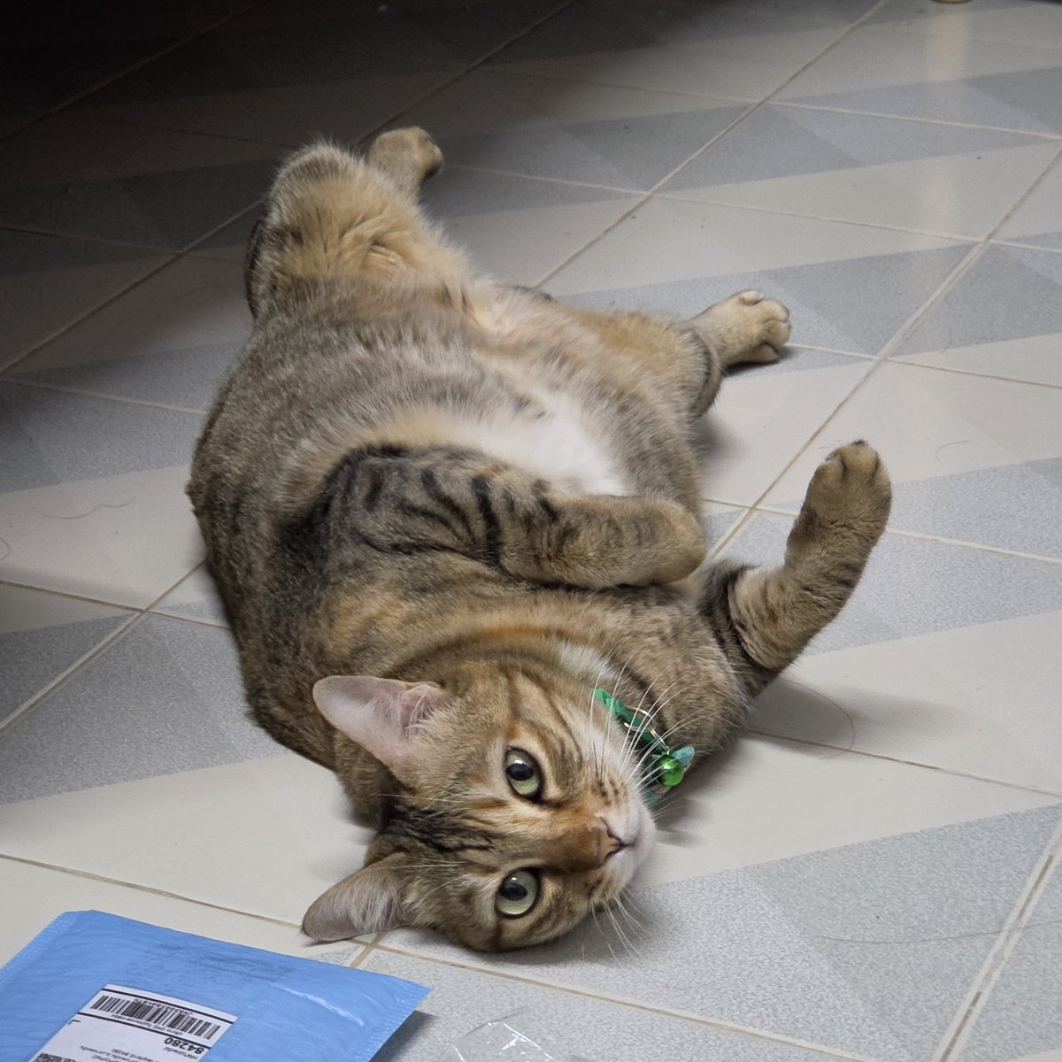 ดอบอ. tweet media