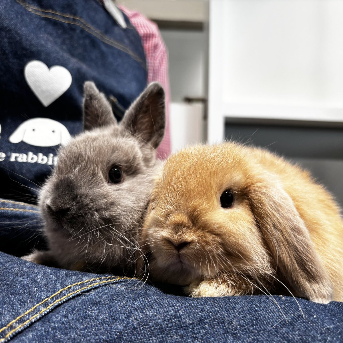 うさぎのしっぽ横浜店 tweet media