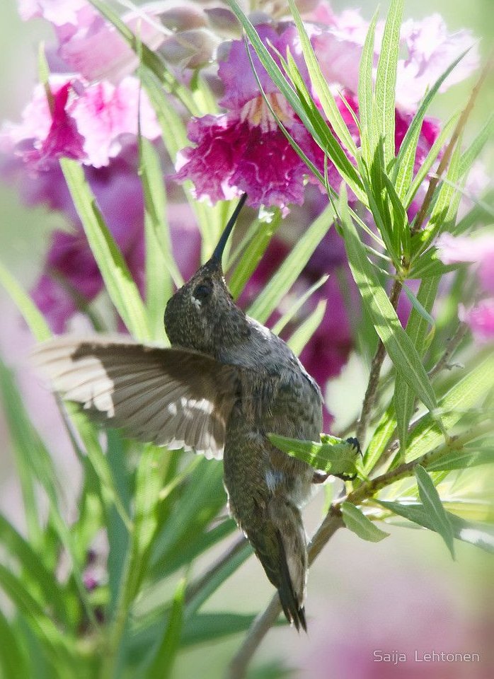 SpeckledPup's tweet image. The local hummingbirds love my Desert Willows when in bloom. Summers are too hot to leave a feeder out on my sun-scorched patio. #Phoenix 🔥