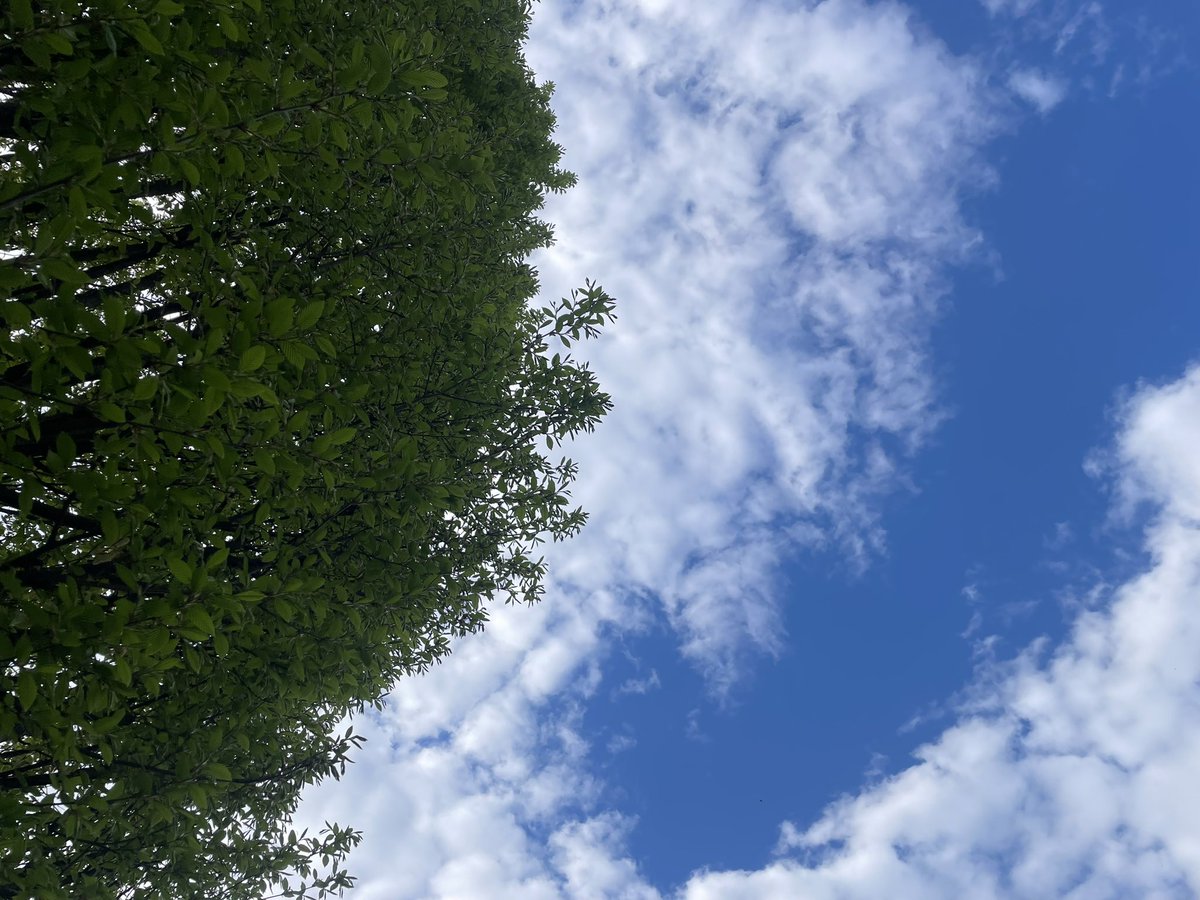 Petra Zoffmann 🕊️🇦🇹 🇮🇩 tweet media