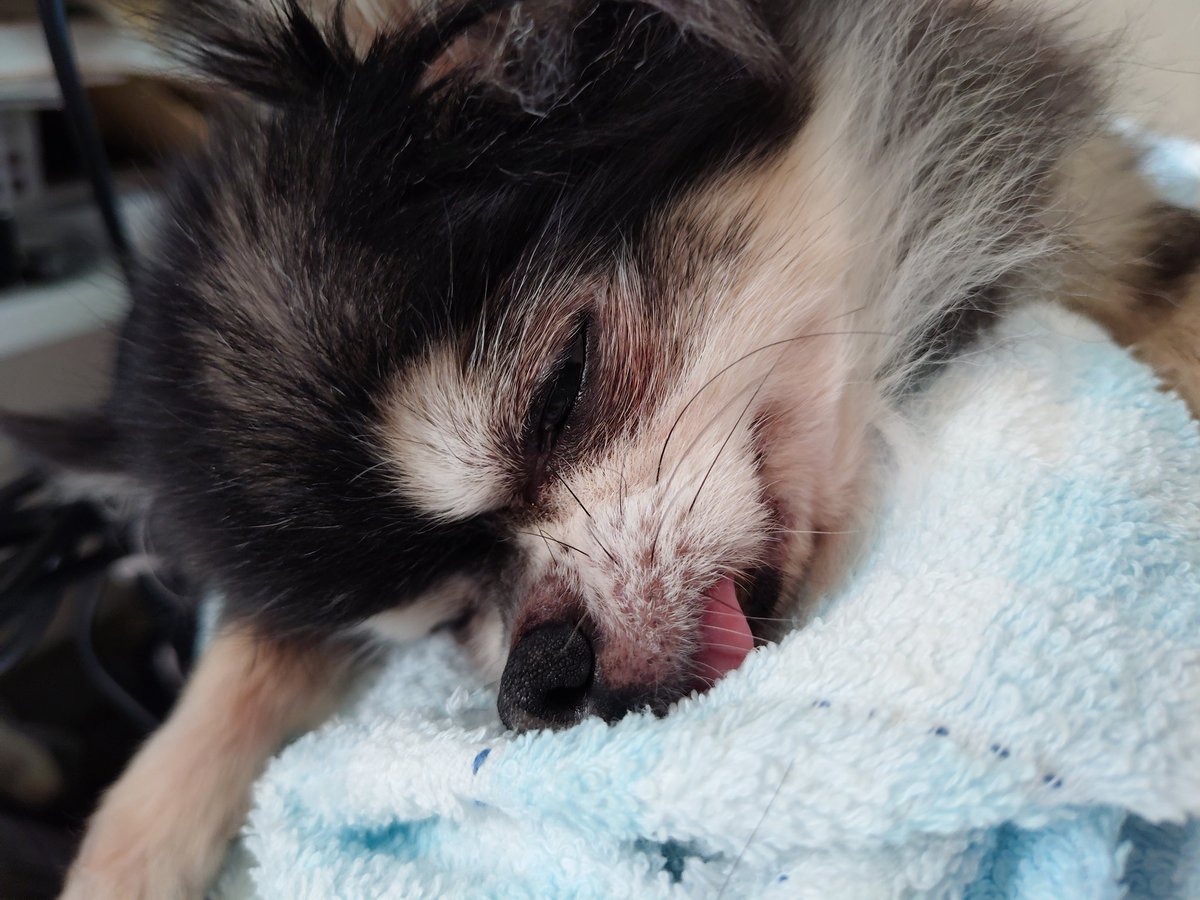 つっ影🪬原稿 tweet media