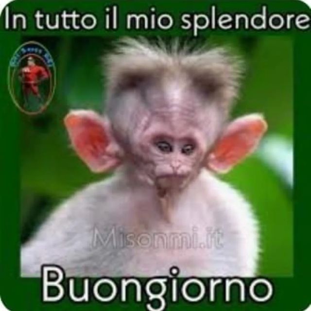 Angioletto tweet media