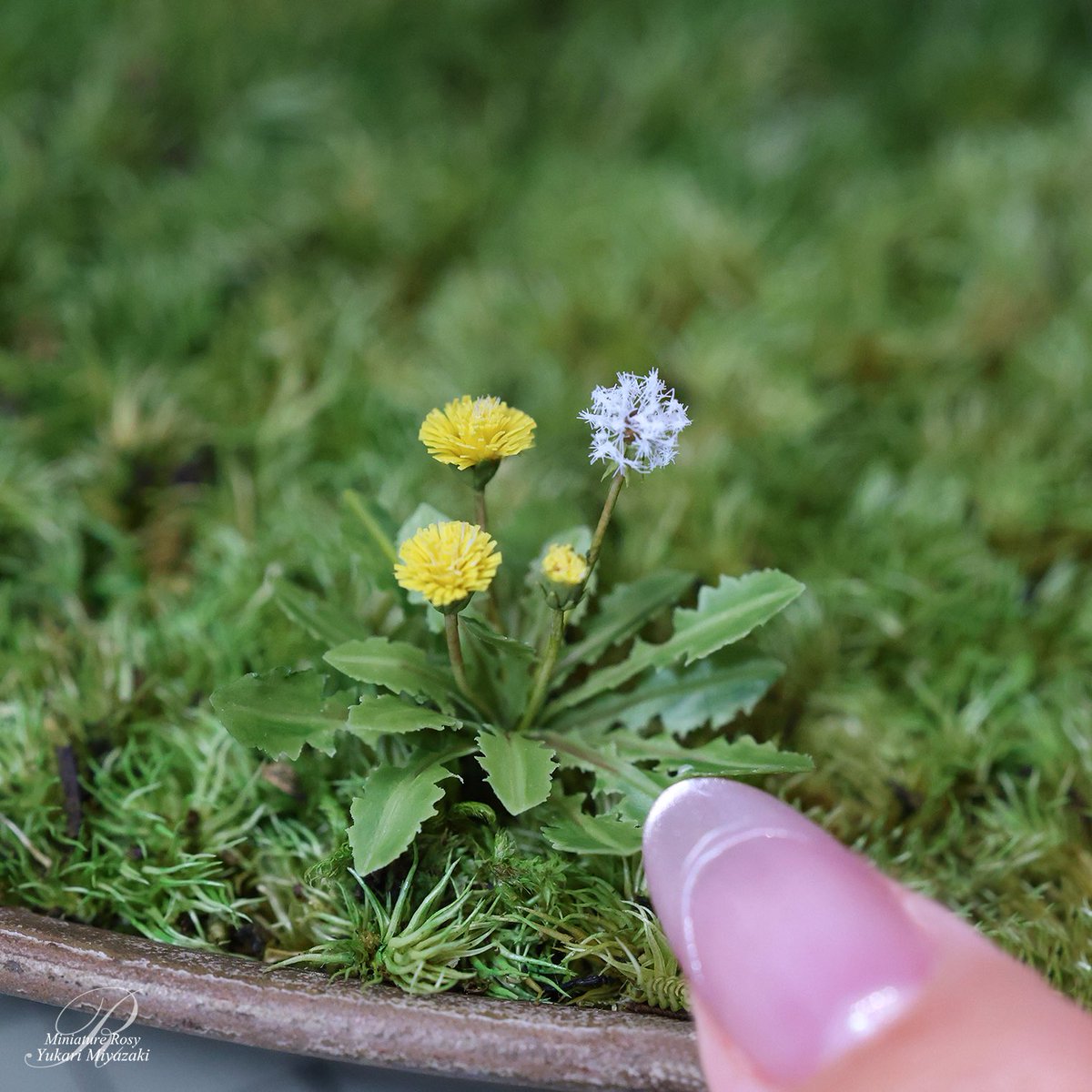 ＲＯＳＹ tweet media