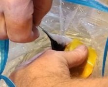 NVCommish🍊🇺🇲PureBlood🇺🇲 tweet media