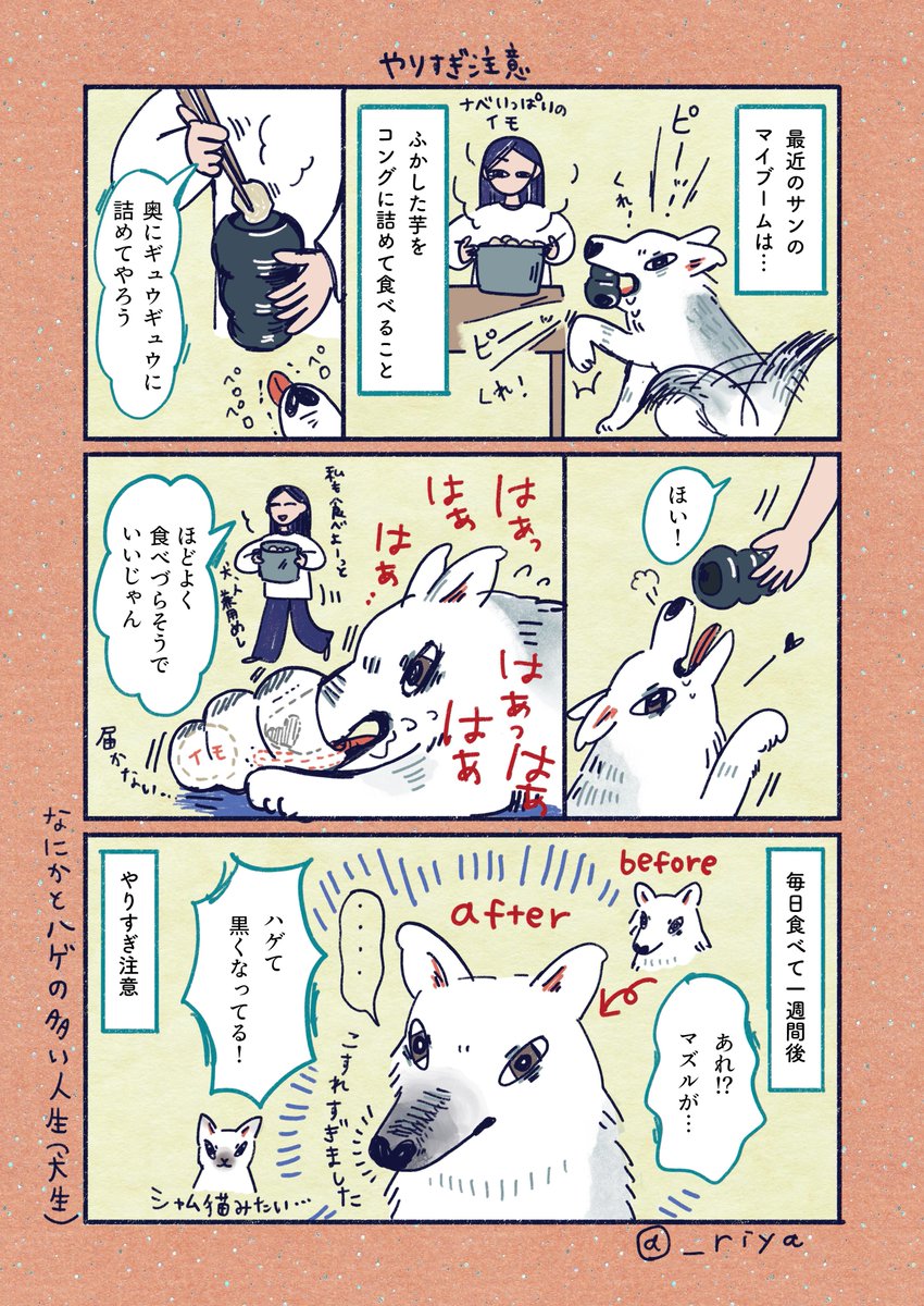 おおかみいぬのサン🐺
「やりすぎ注意」

食べ物に対するガッツがすごい
ここ最近の写真のマズルが黒い理由これです 
