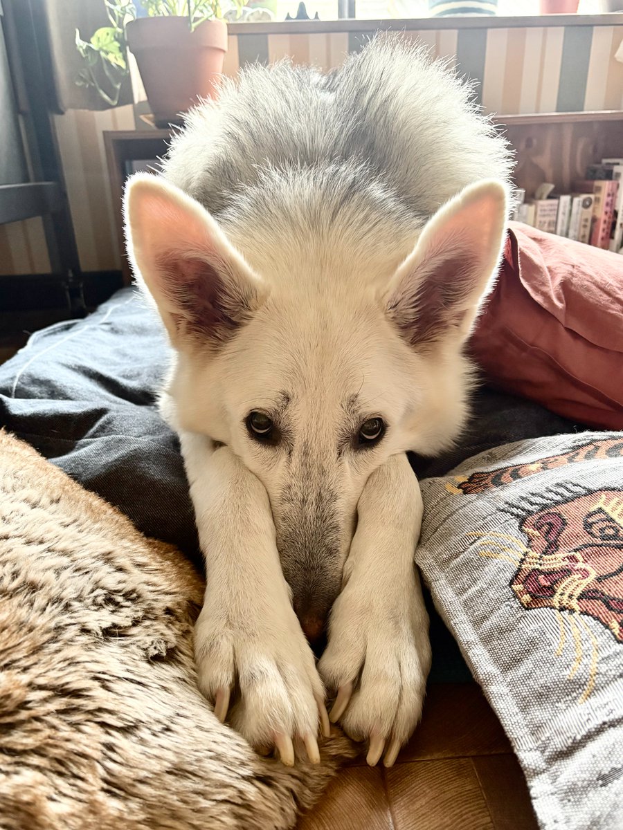 おおかみいぬのサン🐺
「やりすぎ注意」

食べ物に対するガッツがすごい
ここ最近の写真のマズルが黒い理由これです
