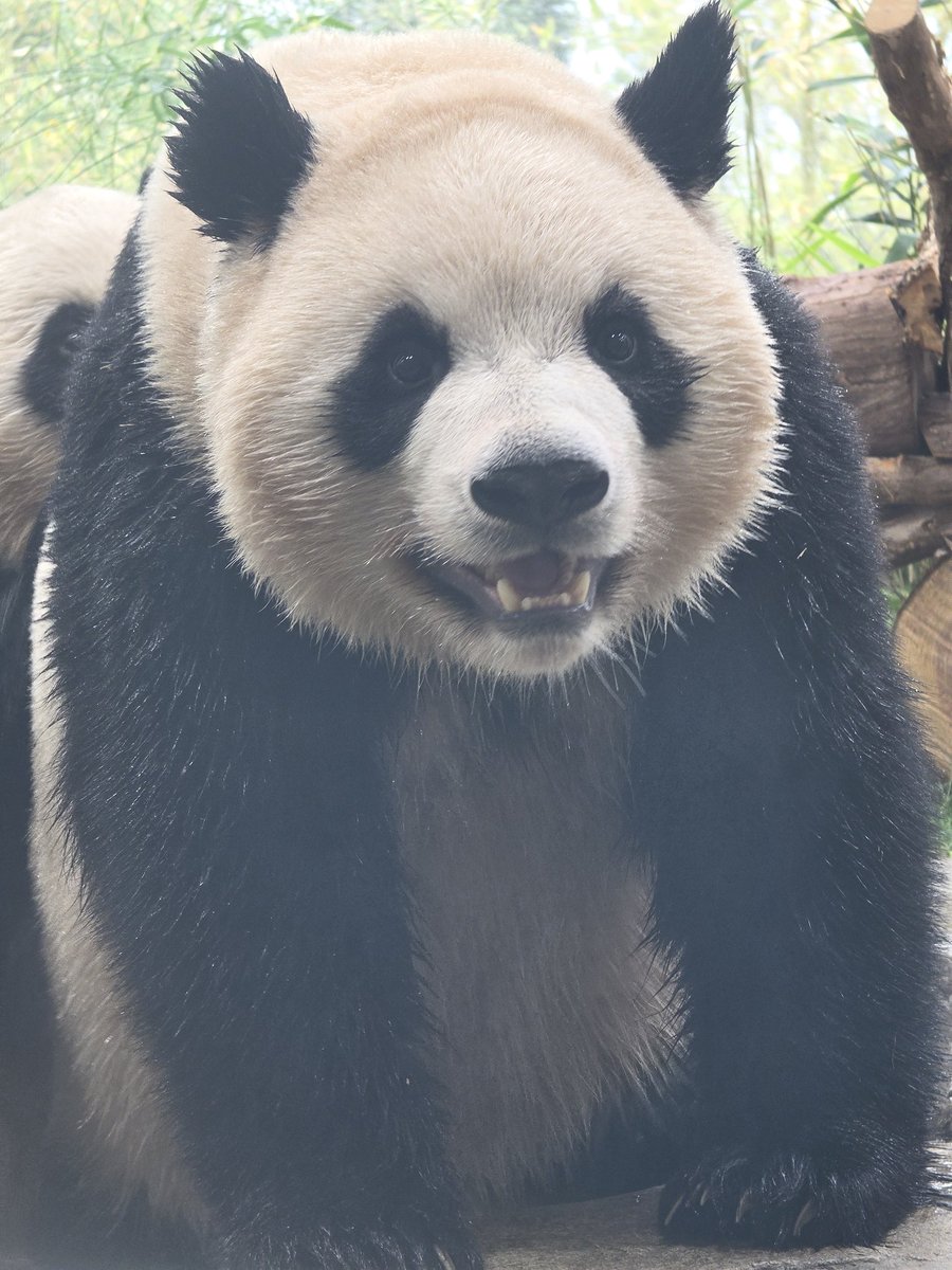 바오돌멩이1 tweet media