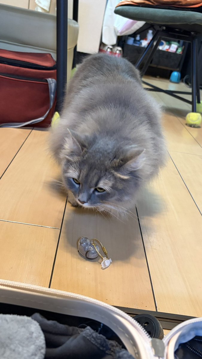とってもキュートねこちゃん