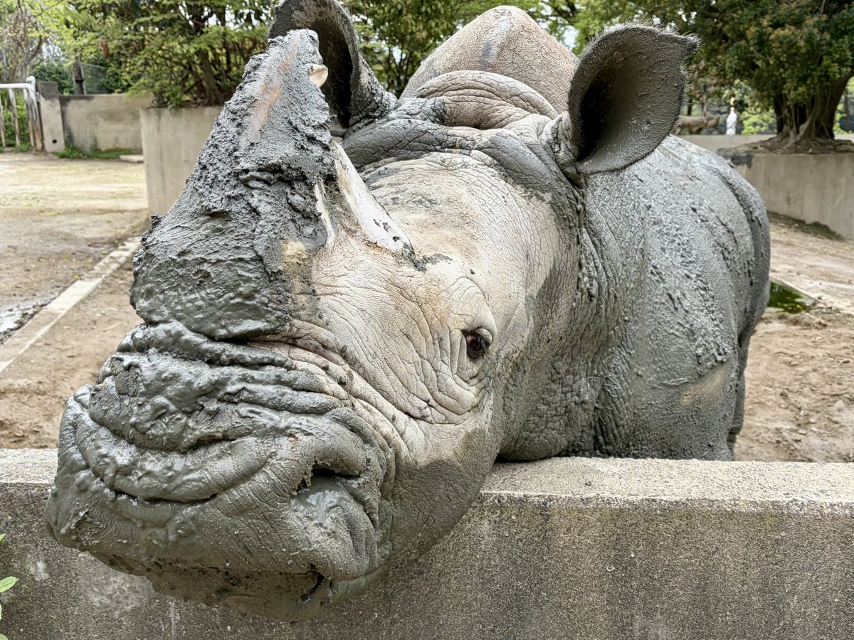 fukuokazoo's tweet photo. 泥んこミナミ♀😊

雨上がり後は、このように
泥とのコントラストの様子が
見られることも！

#泥遊び ♪
#ミナミシロサイ
#SouthernWhiteRhinoceros
#福岡市動物園 #fukuokazoo https://t.co/7LDsG0X6AY