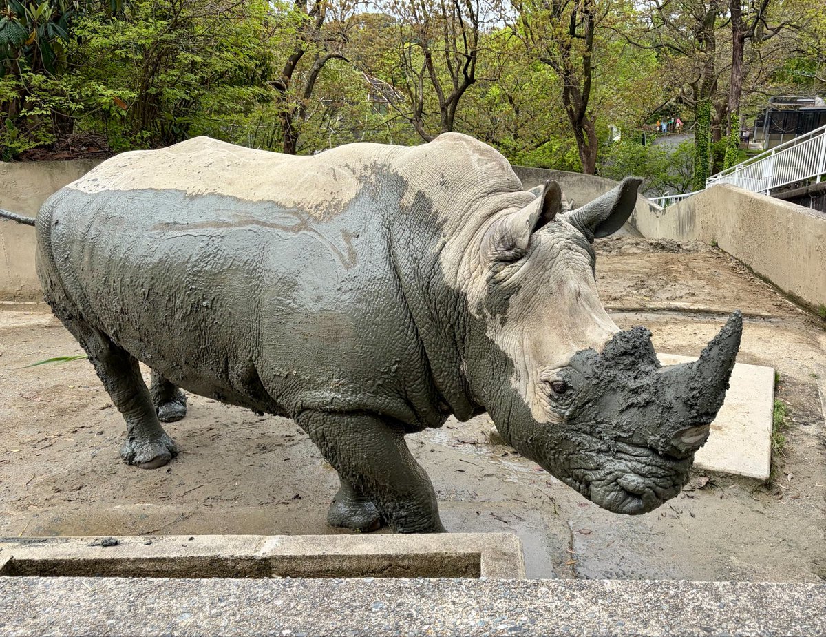 fukuokazoo's tweet photo. 泥んこミナミ♀😊

雨上がり後は、このように
泥とのコントラストの様子が
見られることも！

#泥遊び ♪
#ミナミシロサイ
#SouthernWhiteRhinoceros
#福岡市動物園 #fukuokazoo https://t.co/7LDsG0X6AY