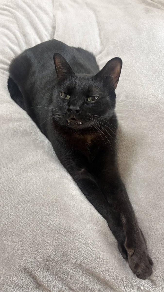 黒猫ジジさん tweet media