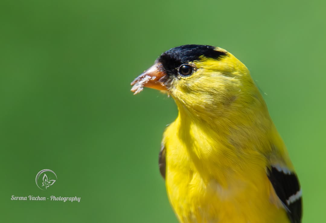SerenaVachon's tweet image. American Goldfinch #birds #birdphotography #birdsofX #NaturePhotography #nature #wildlife #wildlifephotography