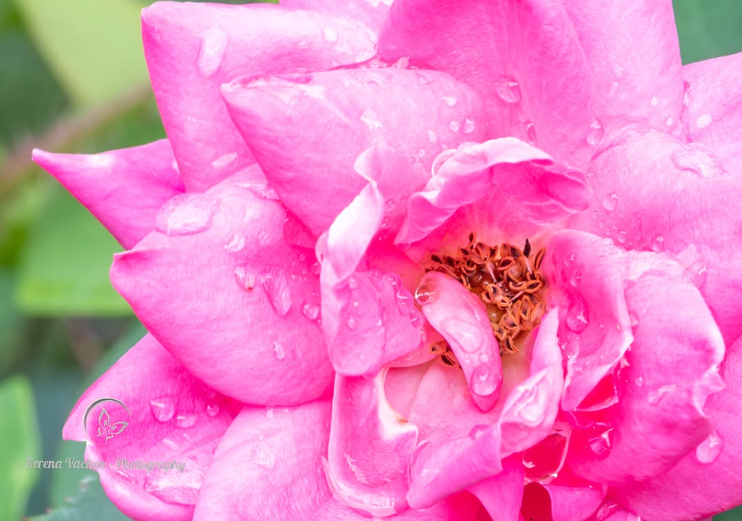 SerenaVachon's tweet image. Rain soaked knockout rose #pink #flowers #flowerphotography #FlowersOfX