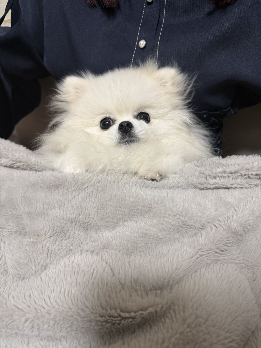 ポメころびページです＊ ポメ