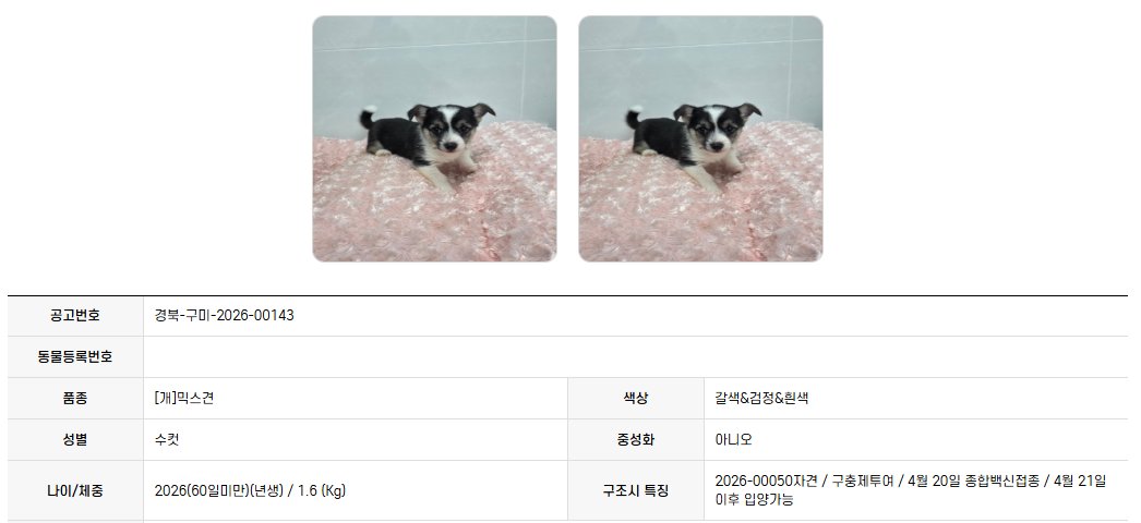 오늘의 강아지 추천 tweet media