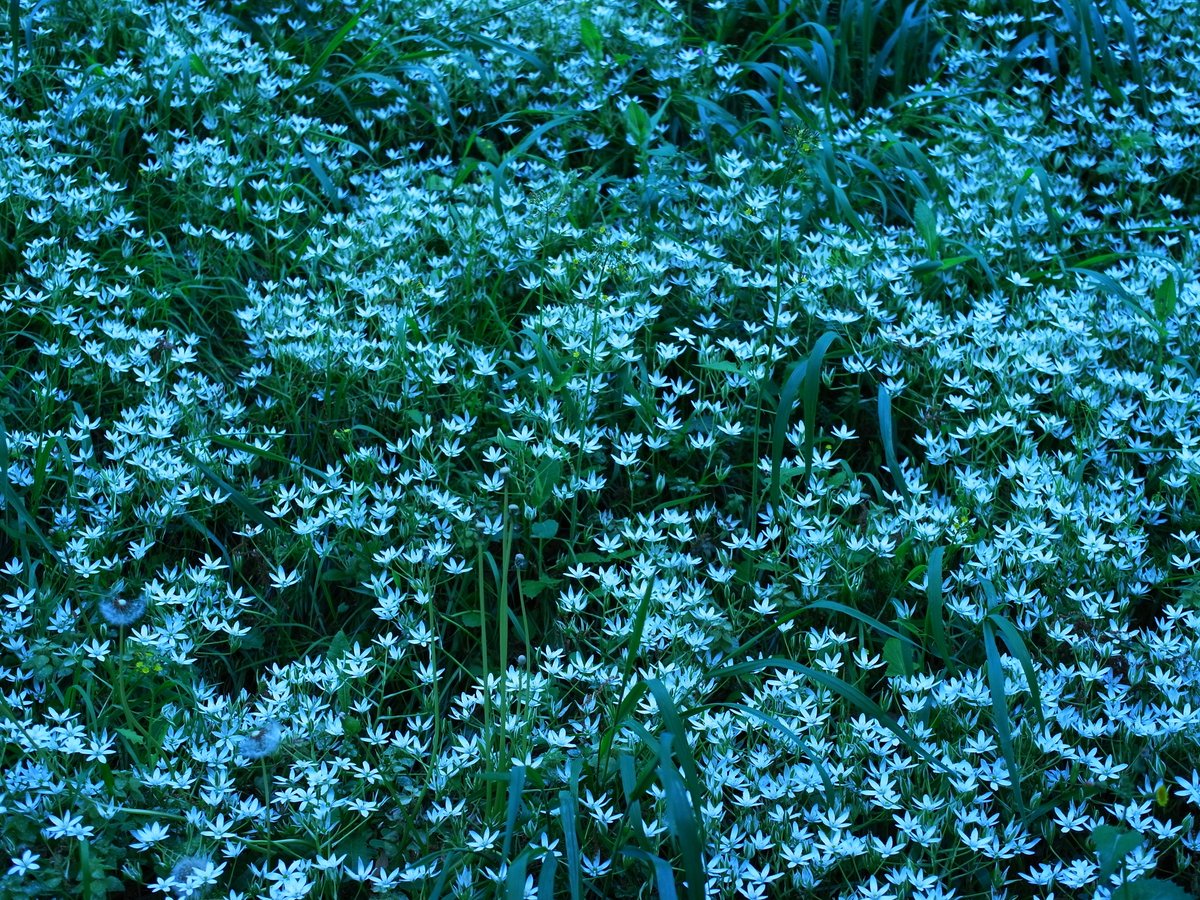 燈（ともり） (@tomorimi) on Twitter photo 