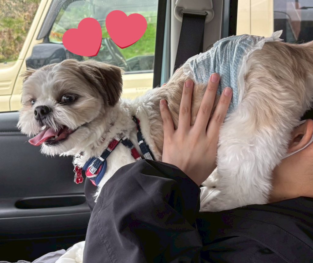 主のモザイクをしてくれてありがとうネ😌😌😌

#シーズー #犬好きさんと繋がりたい