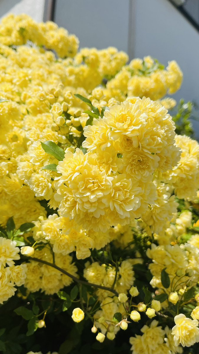 min*yan cafe・影乃造 tweet media