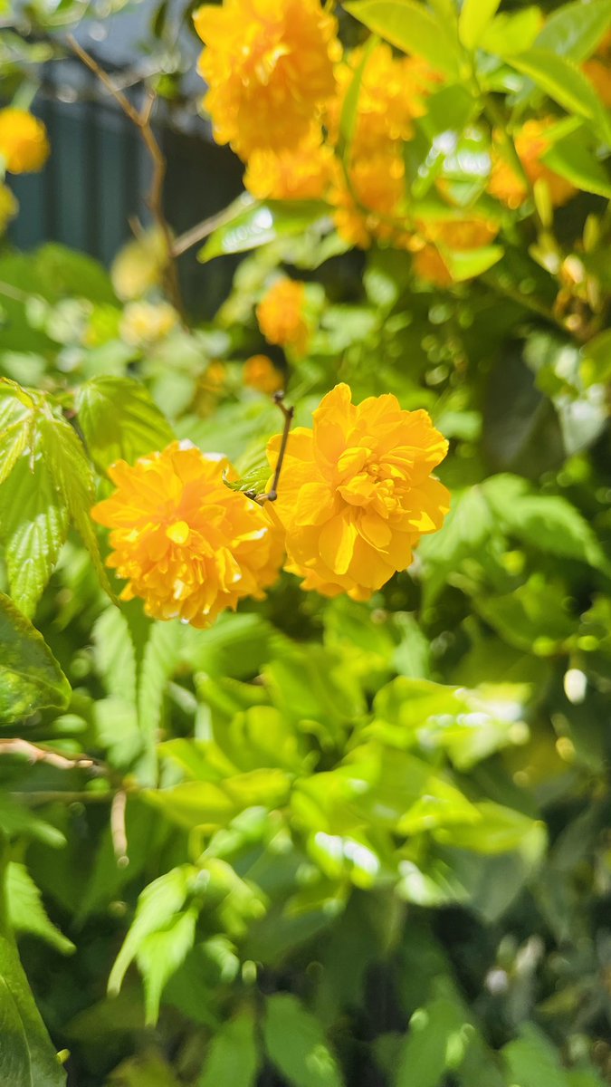 min*yan cafe・影乃造 tweet media