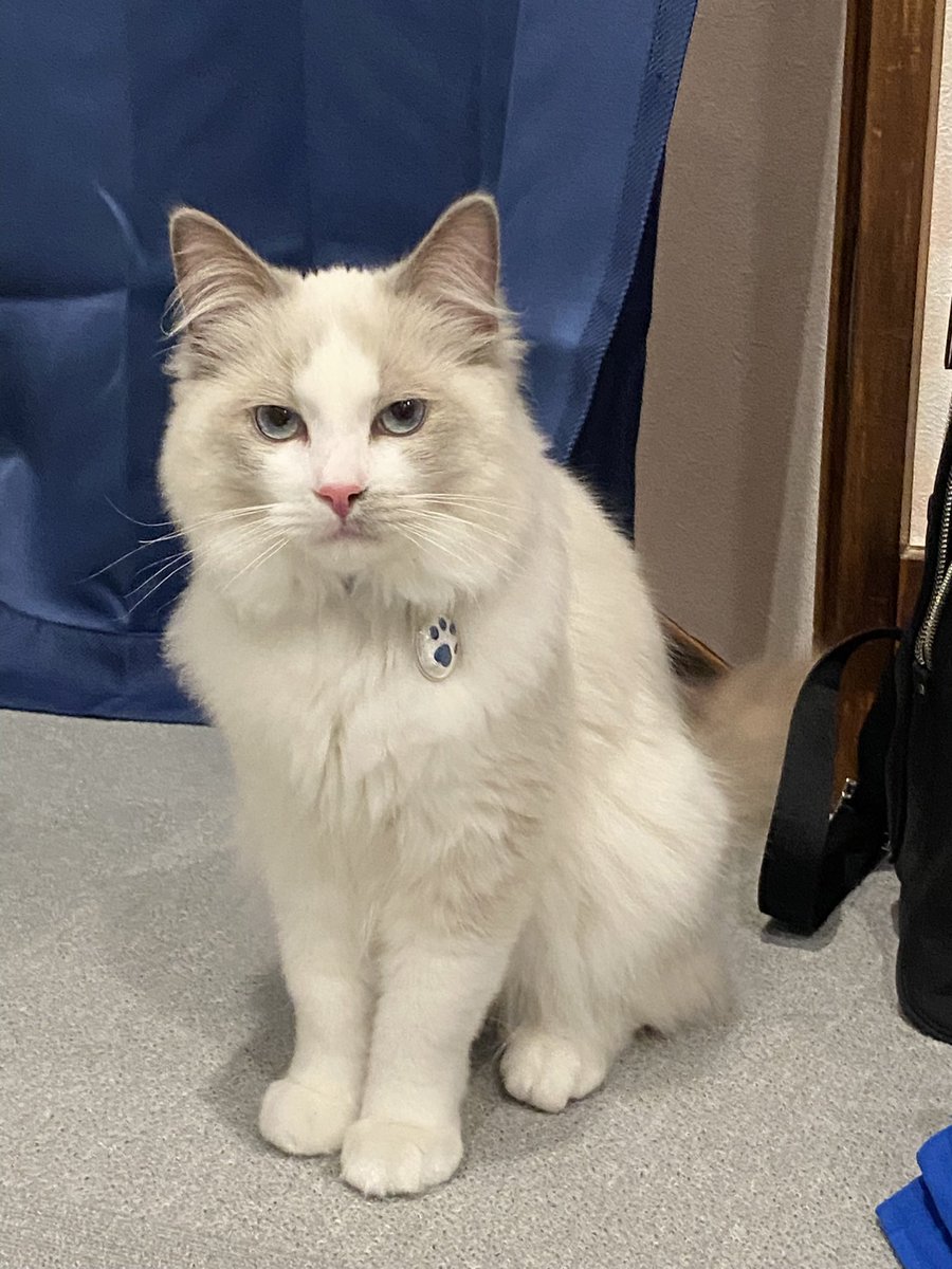 あずま しう tweet media