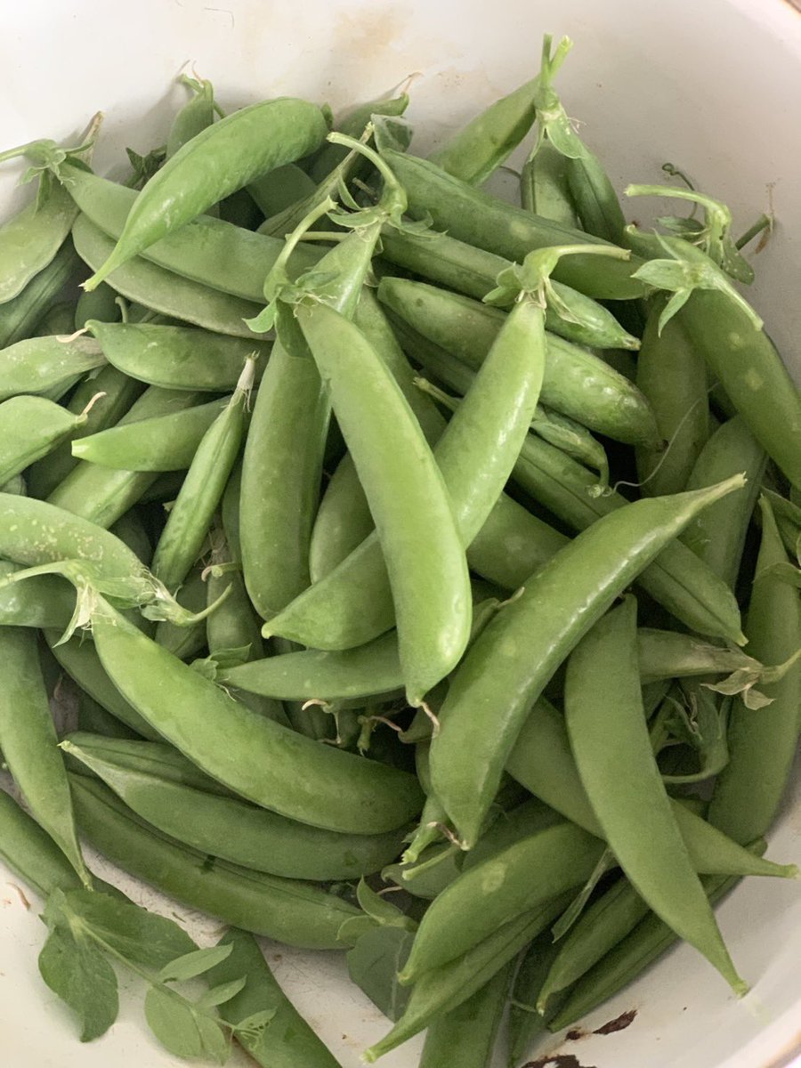 野菜栽培おじさん tweet media