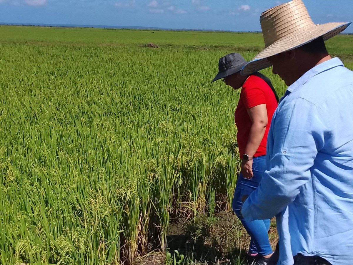 CMKXDigital's tweet image. #ProvinciaGranma | Las máximas autoridades partidistas y gubernamentales de Granma chequearon este domingo el programa arrocero en el municipio de #Yara.

#agricultura
#AgriculturaGranma