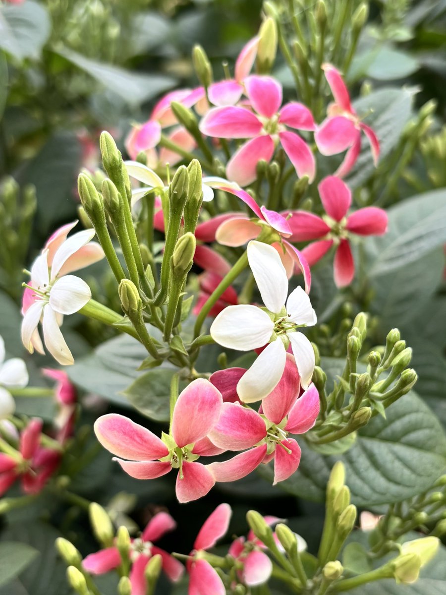 Good Morning friends
Have a wonderful Monday
<a href="/Lavendermist15/">Rashi Grover 💜</a> <a href="/niileshraichura/">Nilesh Raichura 🦋</a>