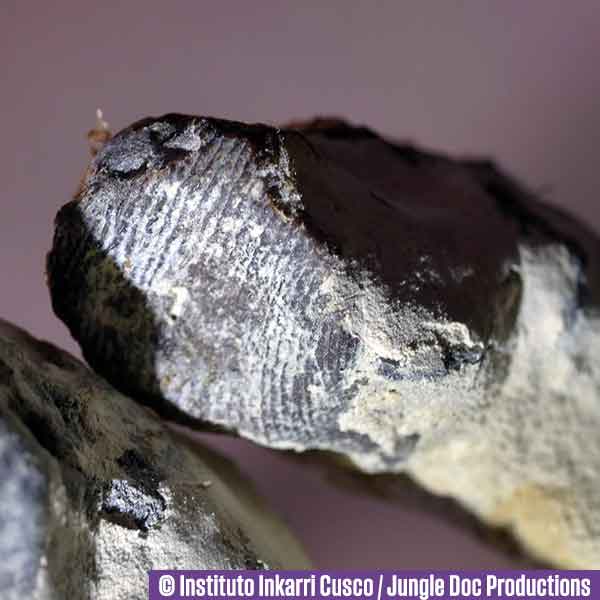 gchavez101's tweet photo. When it comes to the tridactyl discovery, the moment I began to question a human origin was when I learned that their fingerprints appear as near straight, parallel lines rather than the typical loops, whorls, and arches seen in humans.
That is not a known human characteristic, and reproducing that pattern consistently across multiple fingers and toes on multiple specimens without leaving evidence of manipulation would be extremely difficult to explain.