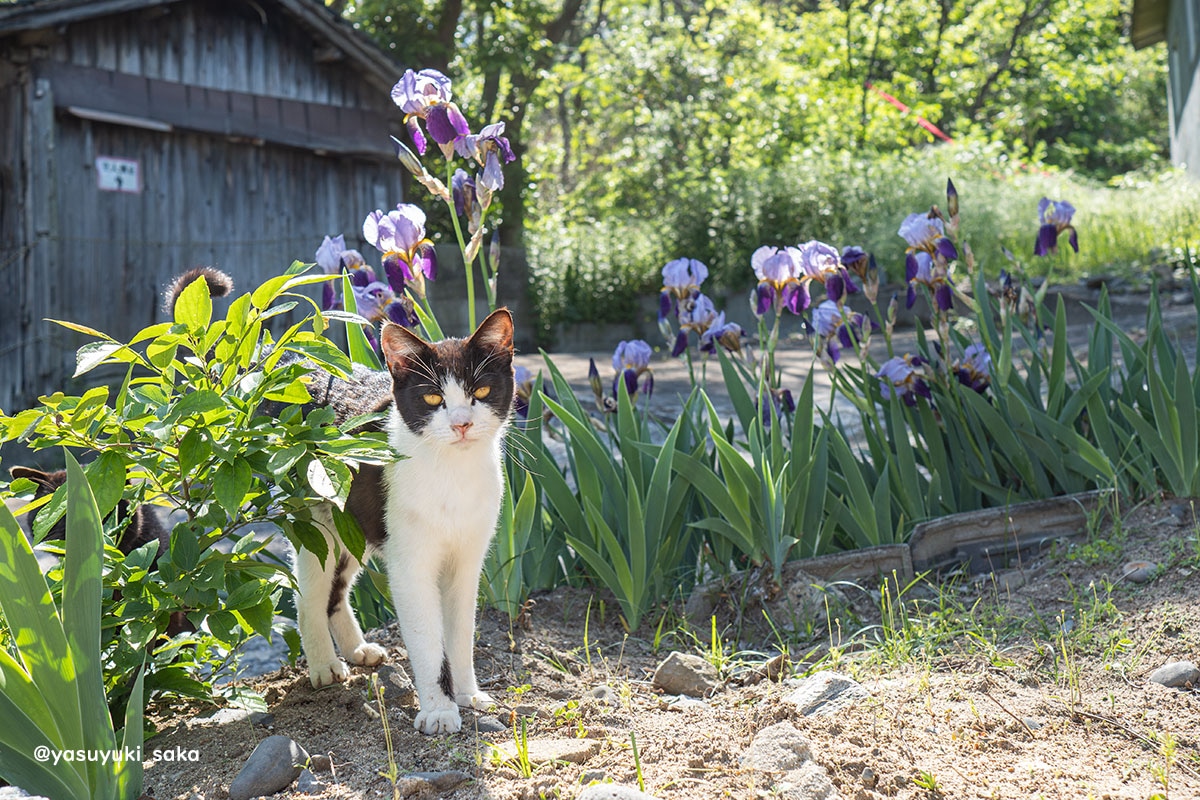 yasuyuki_saka's tweet image. ねこ。 #猫 #ねこ #cat #猫写真