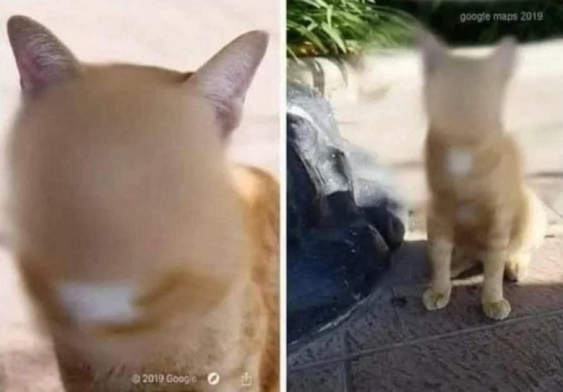 The Cats 𝕏 tweet media