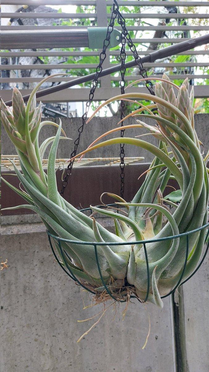 デカエアプランツ セレリアナ
花が終わったら子株が出るはずだしなんかに着生させてみたい 