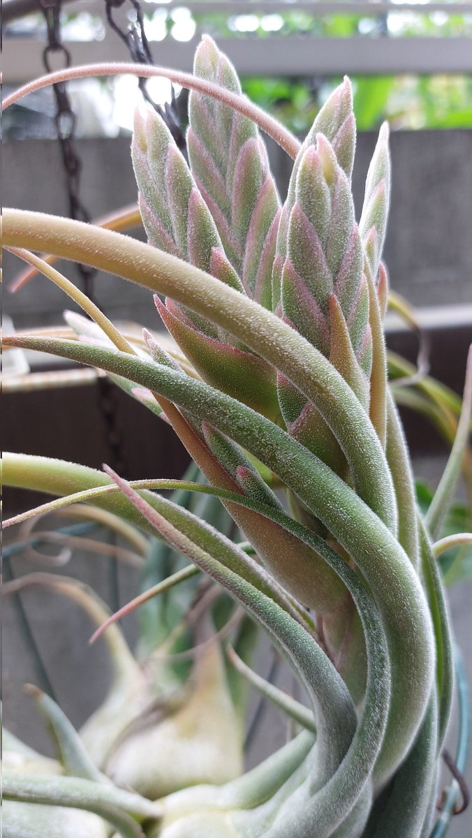 デカエアプランツ セレリアナ
花が終わったら子株が出るはずだしなんかに着生させてみたい 