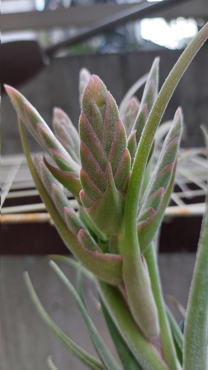 デカエアプランツ セレリアナ
花が終わったら子株が出るはずだしなんかに着生させてみたい 