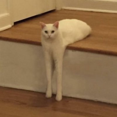 disco dad tweet media