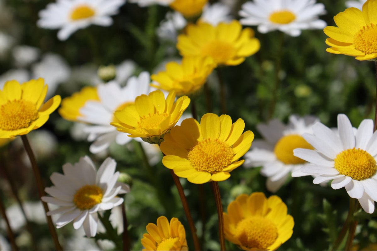 だりあ🐚@手遅れ tweet media