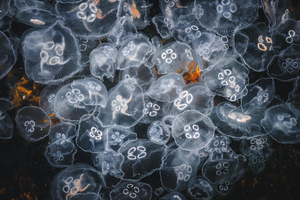 スプライト CAS垢 tweet media