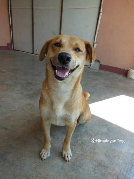 HimalayanDog tweet media