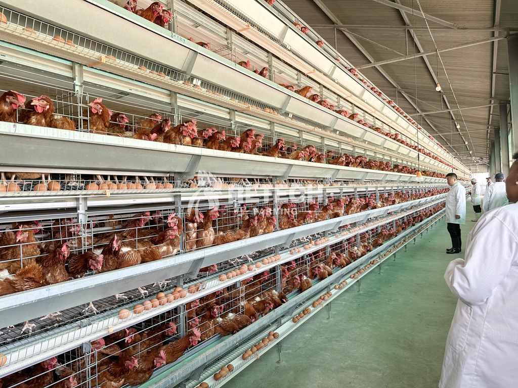retechfarming's tweet image. 🌍 RETECH Project Update | Kenya🐔

📲 WhatsApp: +86 185 6181 8850
📧 Email: admin@retechfarming.com
🌐 retechfarming.com

#RETECHFarming #PoultryFarming #chickencage #chickenfarm #Kenya