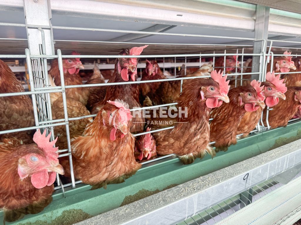 retechfarming's tweet image. 🌍 RETECH Project Update | Kenya🐔

📲 WhatsApp: +86 185 6181 8850
📧 Email: admin@retechfarming.com
🌐 retechfarming.com

#RETECHFarming #PoultryFarming #chickencage #chickenfarm #Kenya