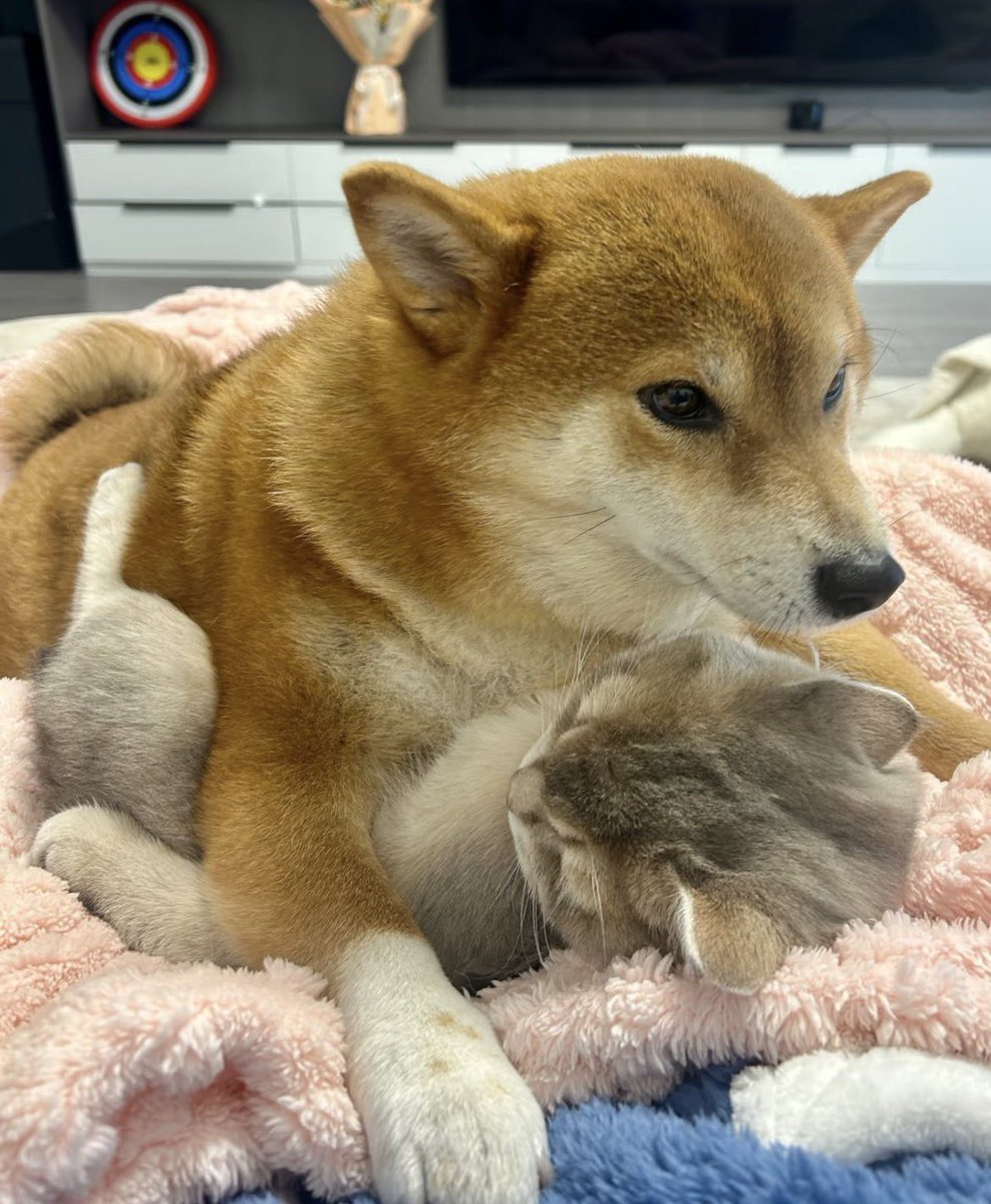 YU1014MI's tweet photo. とても仲が良いね😍😍 https://t.co/NEyvMuGvg8