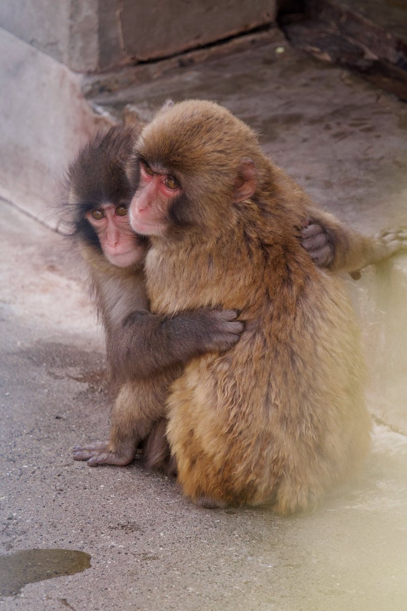 ぱんち🐒🪽 tweet media